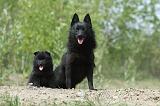 SCHIPPERKE 518